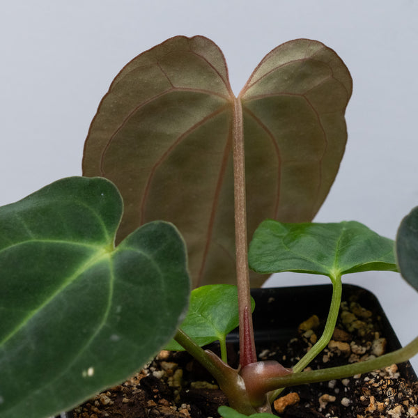 Anthurium Antolakii (Previously BVEP) x Carlablackiae (wk36-C)