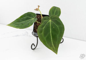 Anthurium Black Widow '43' x Forgetii '57' by DocBlock® (wk13-C)