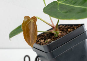 Anthurium Black Widow '43' x Forgetii '57' by DocBlock® (wk13-C)