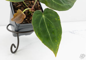 Anthurium Black Widow '43' x Forgetii '57' by DocBlock® (wk13-C)