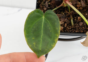 Anthurium Black Widow '43' x Forgetii '57' by DocBlock® (wk13-C)