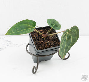 Anthurium Black Widow '43' x Forgetii '57' by DocBlock® (wk13-E)