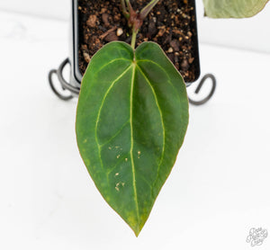 Anthurium Black Widow '43' x Forgetii '57' by DocBlock® (wk13-E)