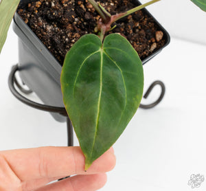 Anthurium Black Widow '43' x Forgetii '57' by DocBlock® (wk13-E)