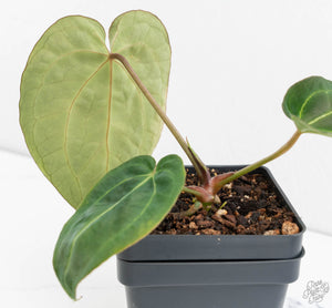 Anthurium Black Widow '43' x Forgetii '57' by DocBlock® (wk13-E)