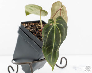 Anthurium Black Widow '43' x Zara '14' by DocBlock® (wk13-V)