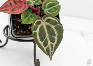 Anthurium Crystal Red '12' x Michelle '1' by DocBlock® (wk13-T)