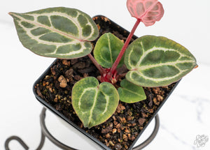 Anthurium Crystal Red '12' x Michelle '1' by DocBlock® (wk13-T)