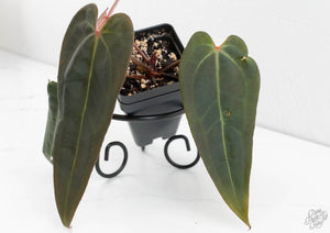 Anthurium Dark and Handsome '9' x Dark and Handsome '9' by DocBlock® (wk13-J)