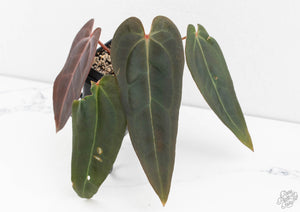 Anthurium Dark and Handsome '9' x Dark and Handsome '9' by DocBlock® (wk13-J)