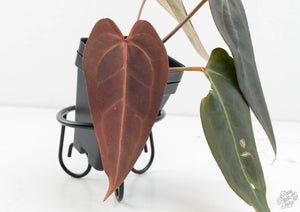 Anthurium Dark and Handsome '9' x Dark and Handsome '9' by DocBlock® (wk13-J)