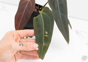 Anthurium Dark and Handsome '9' x Dark and Handsome '9' by DocBlock® (wk13-J)