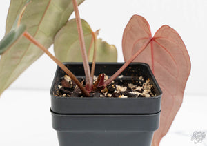 Anthurium Dark and Handsome '9' x Dark and Handsome '9' by DocBlock® (wk13-J)