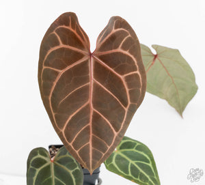 Anthurium Home, Sweet Home '32' x Dark & Handsome '9' by DocBlock® (wk13-Z)