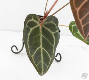 Anthurium Home, Sweet Home '32' x Dark & Handsome '9' by DocBlock® (wk13-Z)