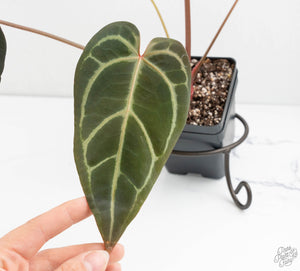 Anthurium Home, Sweet Home '32' x Dark & Handsome '9' by DocBlock® (wk13-Z)