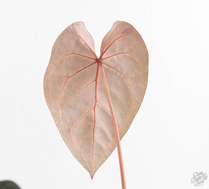 Anthurium Home, Sweet Home '32' x Dark & Handsome '9' by DocBlock® (wk13-Z)