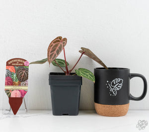 Anthurium Michelle '10' x Home, Sweet Home '32' by DocBlock® (wk13-K)