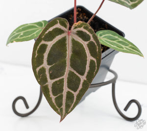 Anthurium Michelle '10' x Home, Sweet Home '32' by DocBlock® (wk13-K)