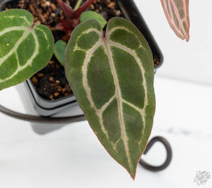 Anthurium Michelle '10' x Home, Sweet Home '32' by DocBlock® (wk13-K)