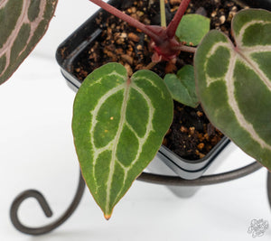 Anthurium Michelle '10' x Home, Sweet Home '32' by DocBlock® (wk13-K)