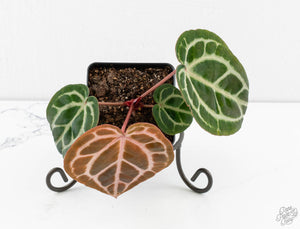 Anthurium Michelle '10' x Home, Sweet Home '32' by DocBlock® (wk13-N)