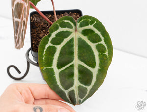 Anthurium Michelle '10' x Home, Sweet Home '32' by DocBlock® (wk13-N)