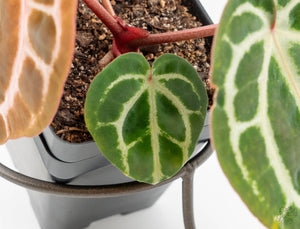 Anthurium Michelle '10' x Home, Sweet Home '32' by DocBlock® (wk13-N)