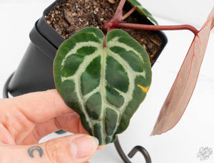 Anthurium Michelle '10' x Home, Sweet Home '32' by DocBlock® (wk13-N)