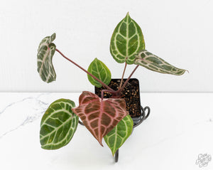 Anthurium Michelle Hot Pink '23' x Zara '14' by DocBlock® (wk13-L)