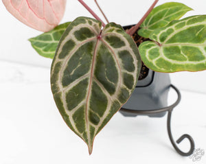 Anthurium Michelle Hot Pink '23' x Zara '14' by DocBlock® (wk13-L)