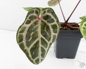 Anthurium Michelle Hot Pink '23' x Zara '14' by DocBlock® (wk13-L)