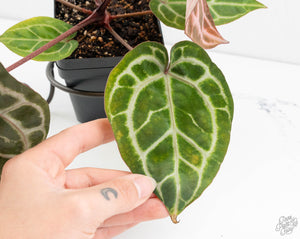 Anthurium Michelle Hot Pink '23' x Zara '14' by DocBlock® (wk13-L)