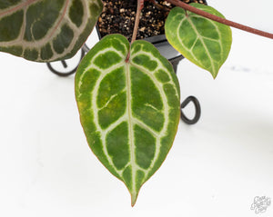 Anthurium Michelle Hot Pink '23' x Zara '14' by DocBlock® (wk13-L)