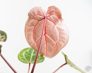 Anthurium Michelle Hot Pink '23' x Zara '14' by DocBlock® (wk13-L)