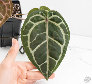 Anthurium Minerva '20'x Michelle Long '22' by DocBlock® (wk13-R)