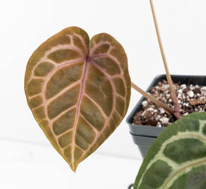 Anthurium Minerva '20'x Michelle Long '22' by DocBlock® (wk13-R)