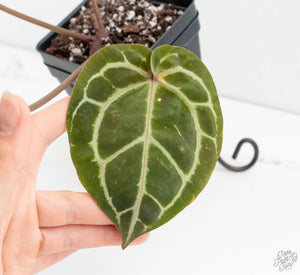 Anthurium Minerva '20'x Michelle Long '22' by DocBlock® (wk13-R)