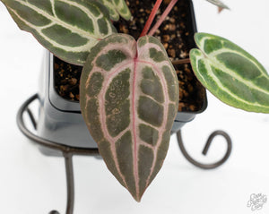 Anthurium Minerva '20' x  Minerva '20' by DocBlock® (wk13-F)