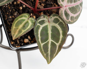 Anthurium Minerva '20' x  Minerva '20' by DocBlock® (wk13-F)