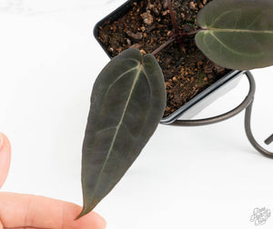 Anthurium Red Velvet Cake '24' x Dark & Handsome '9' by DocBlock®  (wk13-D)