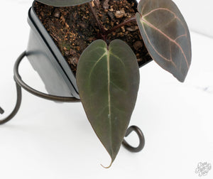 Anthurium Red Velvet Cake '24' x Dark & Handsome '9' by DocBlock®  (wk13-D)