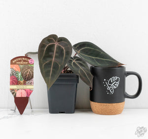 Anthurium Red Velvet Cake '24' x Red Velvet Cake '24' by DocBlock® (wk13-I)