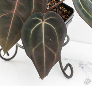 Anthurium Red Velvet Cake '24' x Red Velvet Cake '24' by DocBlock® (wk13-I)