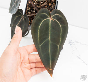 Anthurium Red Velvet Cake '24' x Red Velvet Cake '24' by DocBlock® (wk13-I)