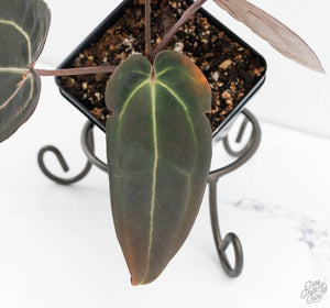 Anthurium Red Velvet Cake '24' x Red Velvet Cake '24' by DocBlock® (wk13-I)