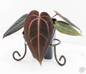 Anthurium Red Velvet Cake '24' x Red Velvet Cake '24' by DocBlock® (wk13-Y)