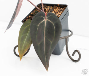 Anthurium Red Velvet Cake '24' x Red Velvet Cake '24' by DocBlock® (wk13-Y)