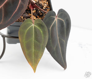 Anthurium Red Velvet Cake '24' x Red Velvet Cake '24' by DocBlock® (wk13-Y)