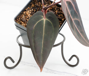 Anthurium Red Velvet Cake '24' x Red Velvet Cake '24' by DocBlock® (wk13-Y)